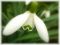 "Snowdrop Closeup" by Lynda