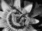"Closeup Passion Flower" by Lynda