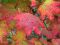 "Vine Maple" by Michael Whitson