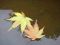"Fall Leaves im Water" by Betty Whitson